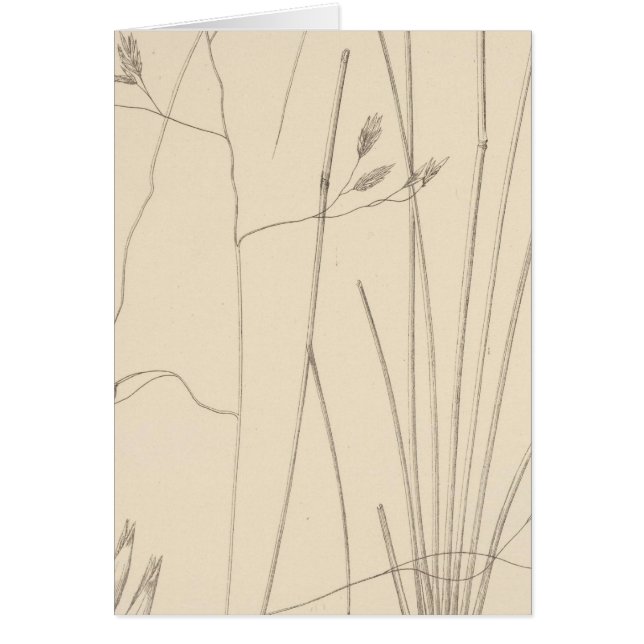 XXIXフェストカ・トゥルベリ (正面)