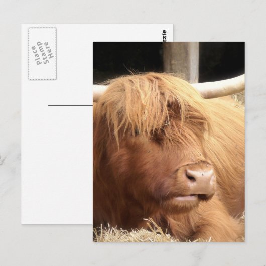 Yakはがき ポストカード (正面/裏面)