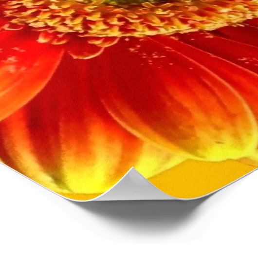 Yellow and Orange Gerbera Daisies ポスター (角)