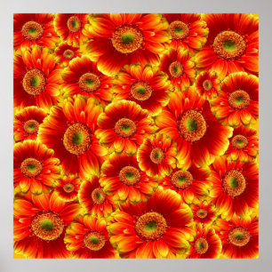 Yellow and Orange Gerbera Daisies ポスター