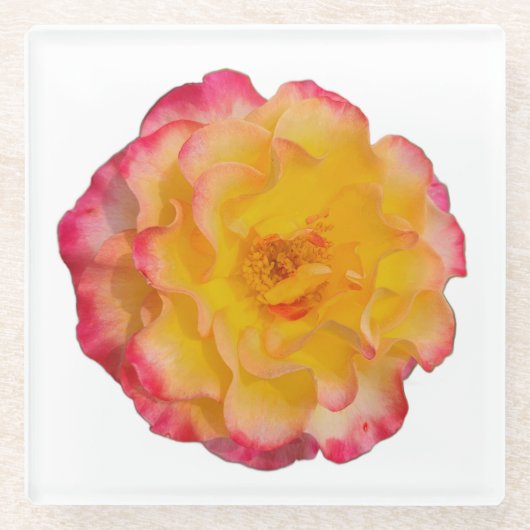 Yellow and Pink Rose Coaster ガラスコースター (正面)
