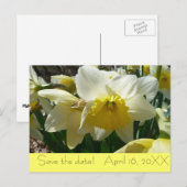 Yellow and White Daffodil "Save the Date"ポストカード 案内ポストカード (正面/裏面)