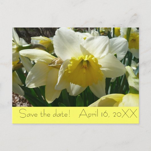 Yellow and White Daffodil "Save the Date"ポストカード 案内ポストカード (正面)