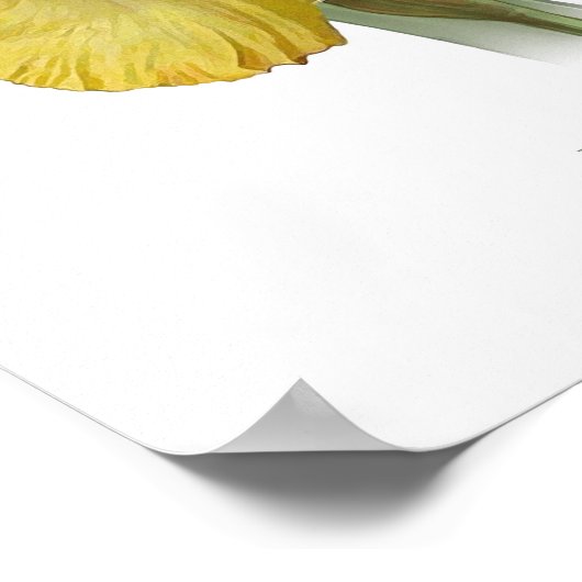 Yellow Bearded Iris Original Art Print ポスター (角)