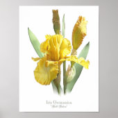 Yellow Bearded Iris Original Art Print ポスター (正面)