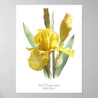 Yellow Bearded Iris Original Art Print ポスター