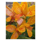 Yellow Canna Lily with Red Speckles Floral フォトプリント (正面)