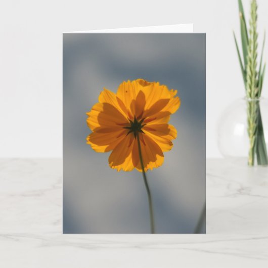 Yellow Coreopsis カード (正面)