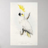 Yellow Crested Cockatoo Poster ポスター (正面)