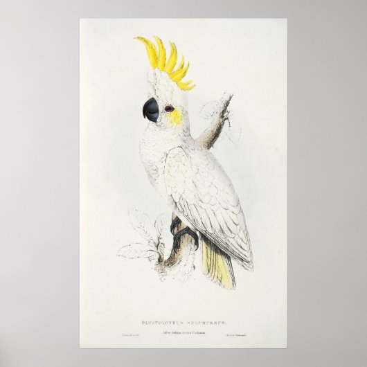Yellow Crested Cockatoo Poster ポスター (正面)