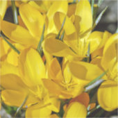 Yellow Crocus Flowers シール (正面)
