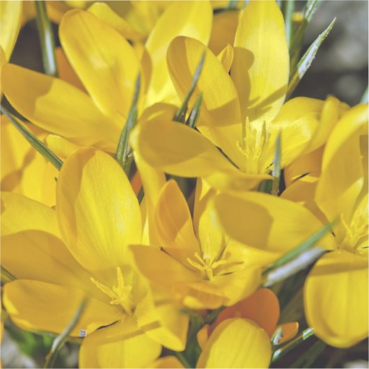 Yellow Crocus Flowers シール (正面)
