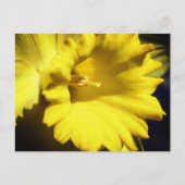 Yellow Daffodil Flower Photography ポストカード (正面)