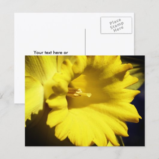 Yellow Daffodil Flower Photography ポストカード (正面/裏面)