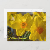 Yellow daffodils Felices Pascuas! ポストカード (正面/裏面)