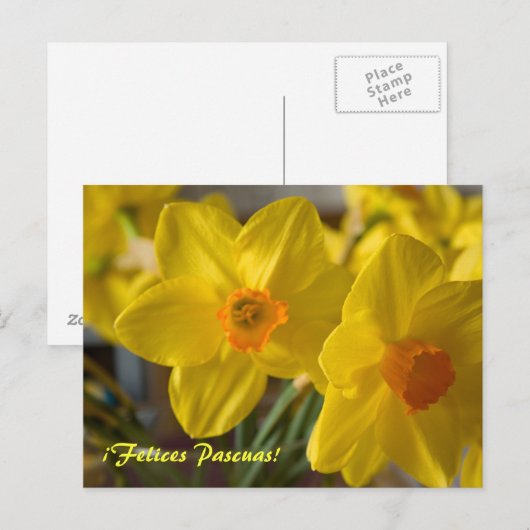Yellow daffodils Felices Pascuas! ポストカード (正面/裏面)