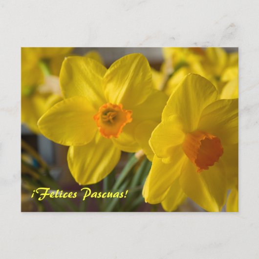 Yellow daffodils Felices Pascuas! ポストカード (正面)