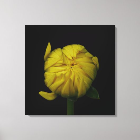 Yellow Dahlia Bud Canvas Print キャンバスプリント (正面)