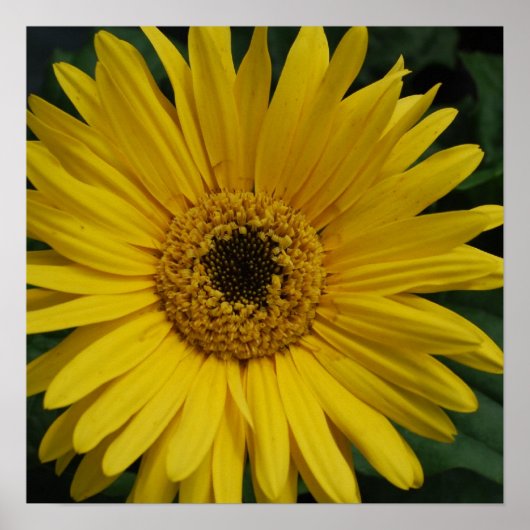 Yellow Daisy Poster  ポスター (正面)