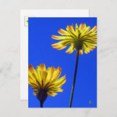 Yellow Dandelions Against Blue Sky ポストカード (正面/裏面)