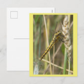 Yellow Dragonfly Close Up DIY ポストカード (正面/裏面)