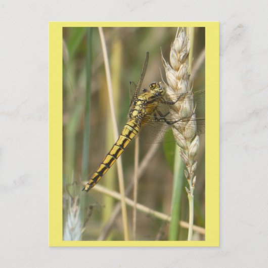 Yellow Dragonfly Close Up DIY ポストカード (正面)