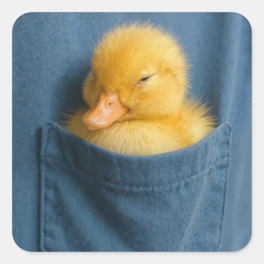 Yellow Duckling In a T-shirt Pocket スクエアシール (正面)