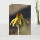 Yellow Echinacea Birthday (photography by me) カード (裏面)