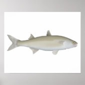 Yellow Eye Mullet ポスター (正面)