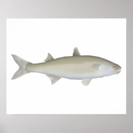 Yellow Eye Mullet ポスター