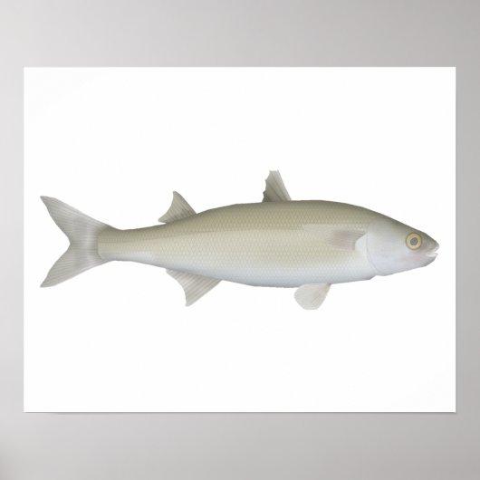 Yellow Eye Mullet ポスター (正面)