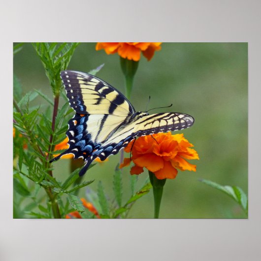 Yellow female Eastern Tiger Swallowtail ポスター (正面)