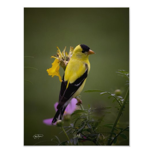 Yellow Finch Resting in Georgia写真 フォトプリント (正面)