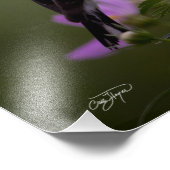 Yellow Finch Resting in Georgia写真 フォトプリント (角)