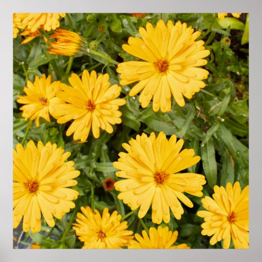 Yellow Floral ポスター (正面)