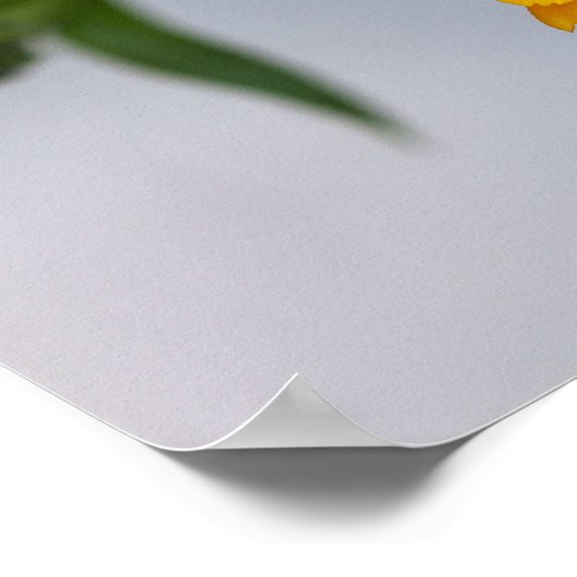 Yellow Gerbera Daisy Wildflower ポスター (角)