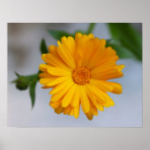 Yellow Gerbera Daisy Wildflower ポスター (正面)
