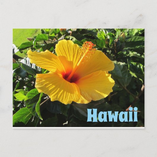 Yellow Hibiscus Flower Hawaii Postcard ポストカード (正面)