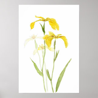 yellow iris  watercolour flowers  ポスター
