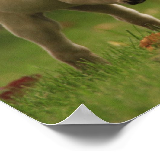 Yellow Labrador Puppies Running ポスター (角)