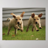 Yellow Labrador Puppies Running ポスター (正面)