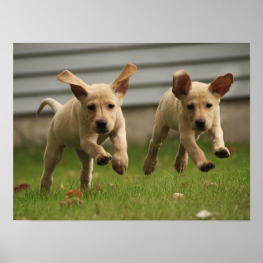 Yellow Labrador Puppies Running ポスター (正面)