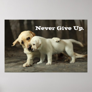 Yellow Labrador Retriever ポスター