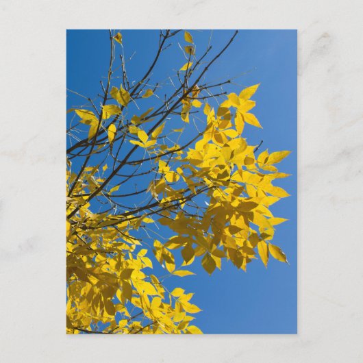 Yellow Leaves Ash Tree Fall Nature Photography ポストカード (正面)