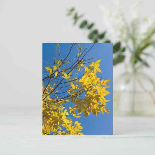 Yellow Leaves Ash Tree Fall Nature Photography ポストカード (スタンド正面)