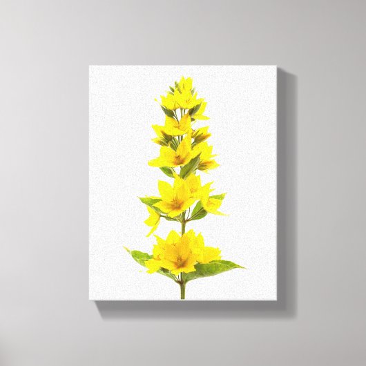 Yellow Loosestrife  キャンバスプリント (正面)