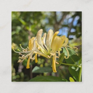 Yellow Macro Honeysuckle スクエア名刺