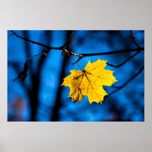 Yellow Maple Leaf On Blue ポスター