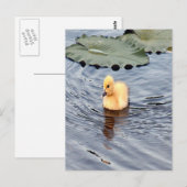 Yellow Muscovy Ducking Photo ポストカード (正面/裏面)