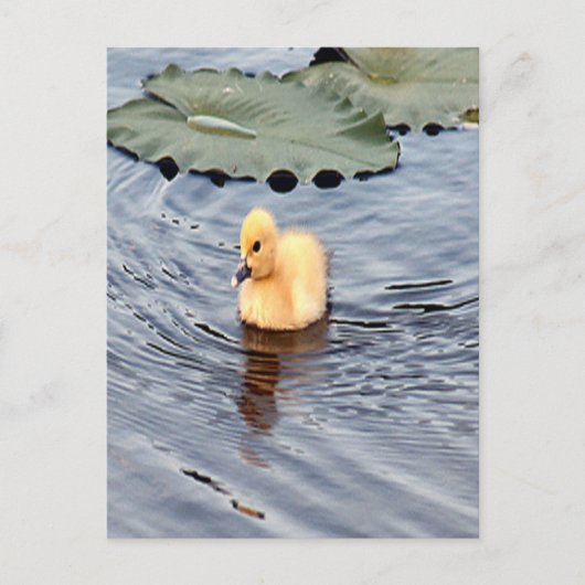 Yellow Muscovy Ducking Photo ポストカード (正面)